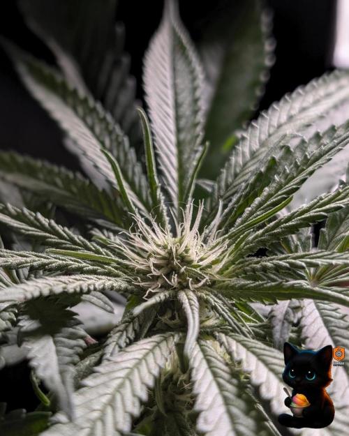 Sunset Sherb Go Fast. Week 7