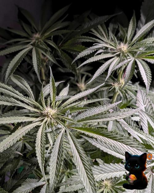 Sunset Sherb Go Fast. Week 7