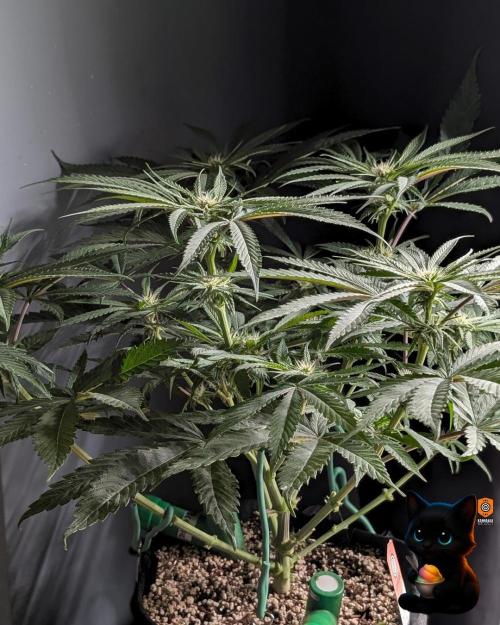 Sunset Sherb Go Fast. Week 7