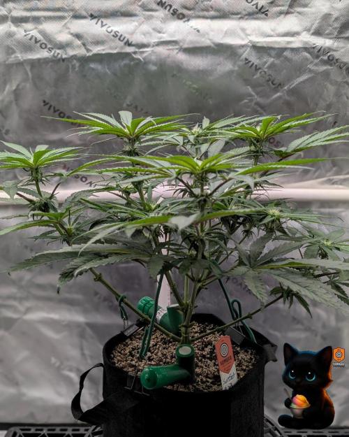 Sunset Sherb Go Fast. Week 7