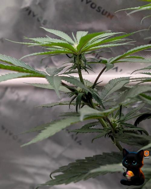 Sunset Sherb Go Fast. Week 7