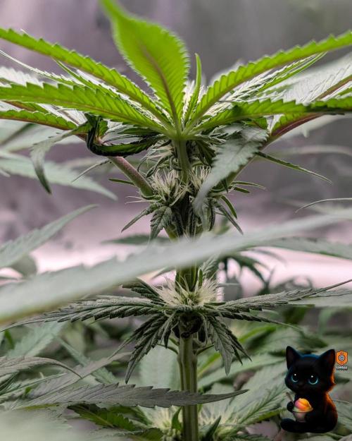 Sunset Sherb Go Fast. Week 7