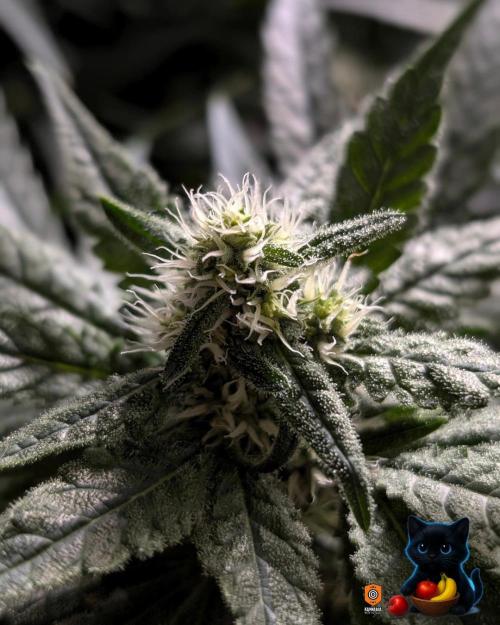 Twinning with Apples and Bananas. Week 12