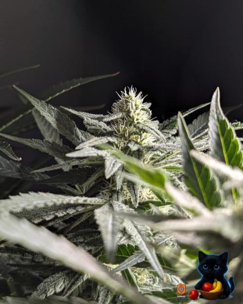 Twinning with Apples and Bananas. Week 12