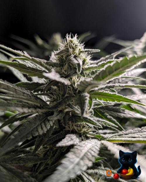 Twinning with Apples and Bananas. Week 12