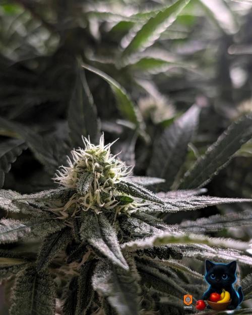 Twinning with Apples and Bananas. Week 12