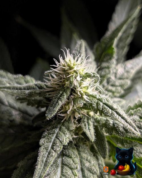 Twinning with Apples and Bananas. Week 12