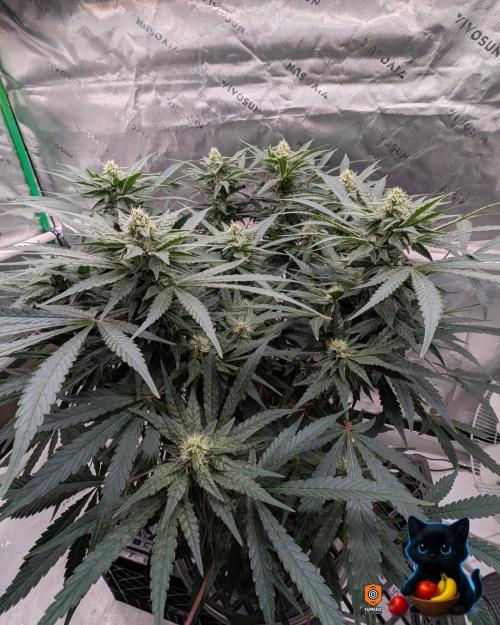 Twinning with Apples and Bananas. Week 12