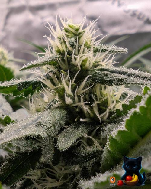 Twinning with Apples and Bananas. Week 12