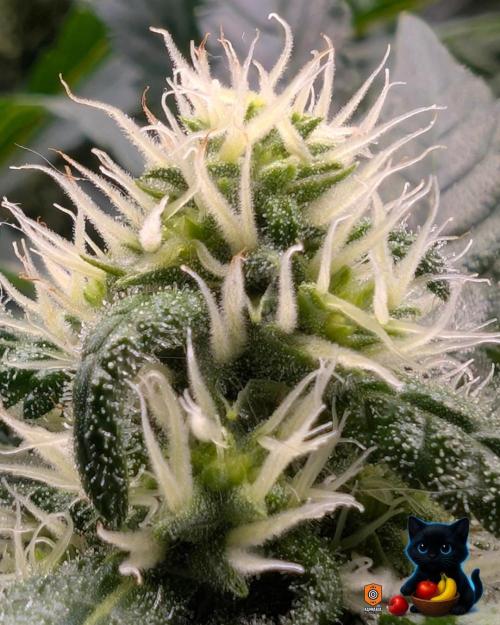 Twinning with Apples and Bananas. Week 12