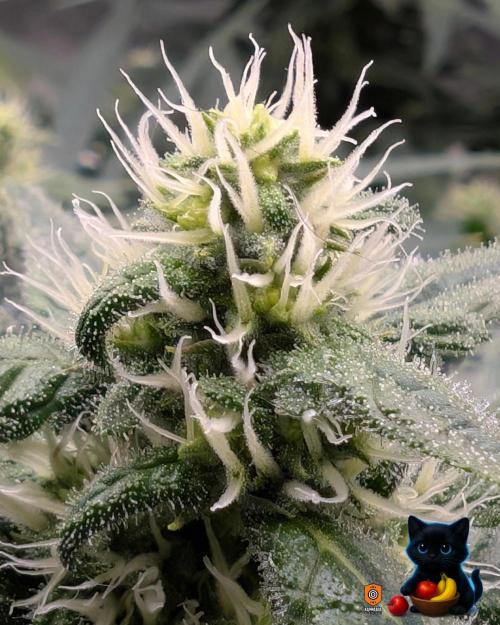 Twinning with Apples and Bananas. Week 12