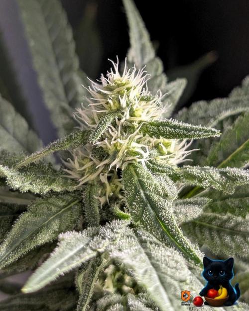 Twinning with Apples and Bananas. Week 12