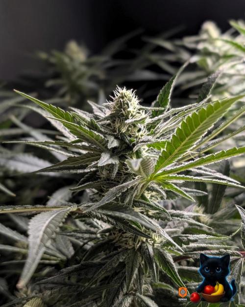 Twinning with Apples and Bananas. Week 12