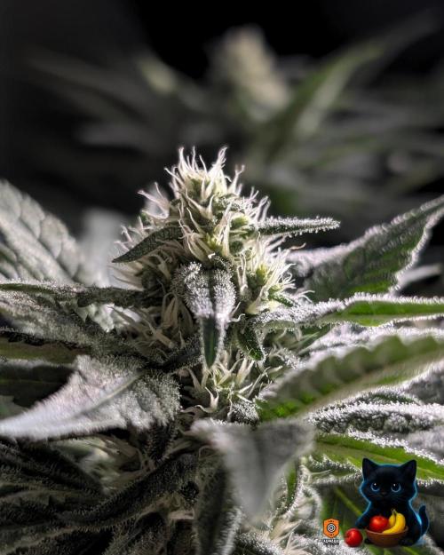 Twinning with Apples and Bananas. Week 12