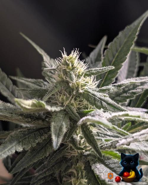 Twinning with Apples and Bananas. Week 12