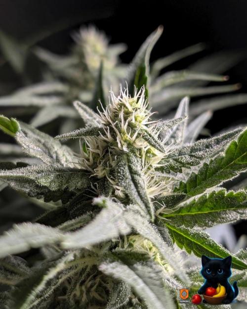 Twinning with Apples and Bananas. Week 12