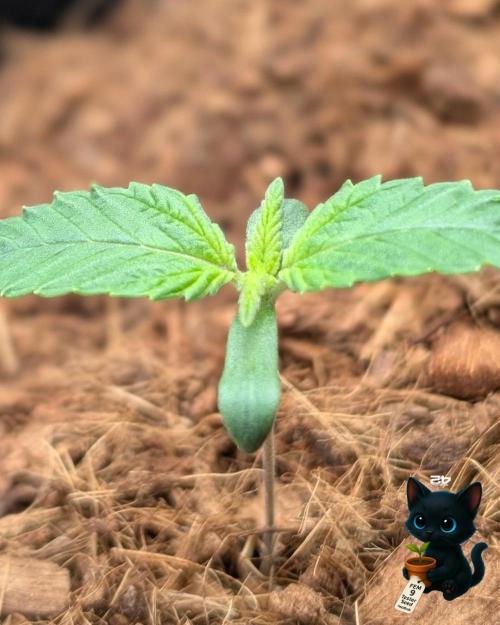 FEM 9 Photo Tester - Catlife420. Week 2 - 11-2
Day 9