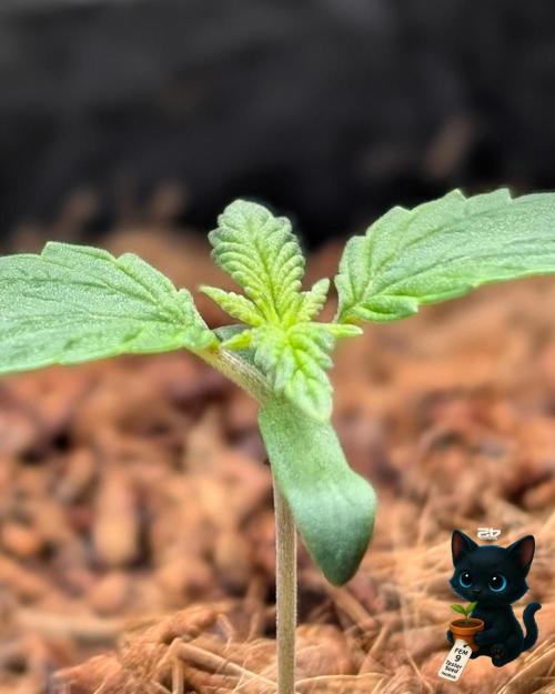 FEM 9 Photo Tester - Catlife420. Week 2 - 11-3
Day 10