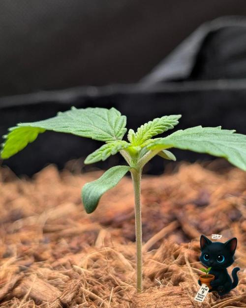 FEM 9 Photo Tester - Catlife420. Week 2 - 11-3
Day 10