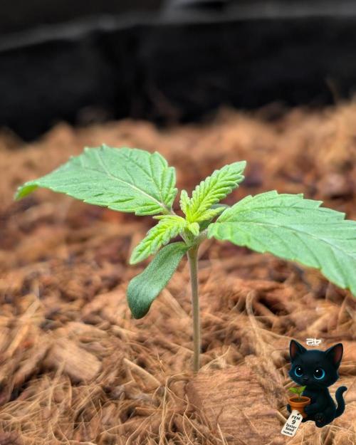 FEM 9 Photo Tester - Catlife420. Week 2 - 11-3
Day 10