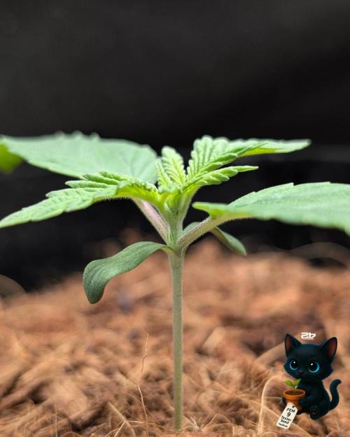 FEM 9 Photo Tester - Catlife420. Week 2 - 11-4
Day 11