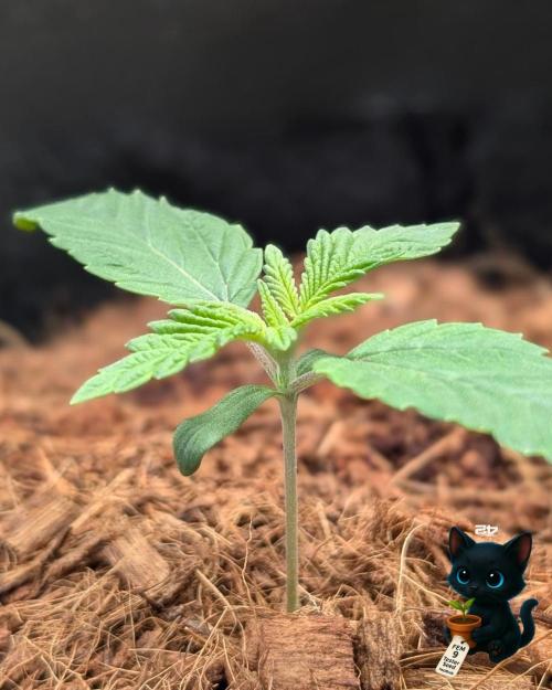 FEM 9 Photo Tester - Catlife420. Week 2 - 11-4
Day 11