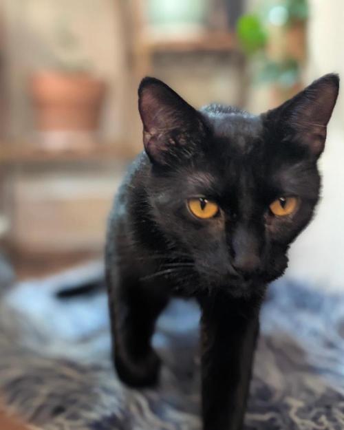 FEM 9 Photo Tester - Catlife420. Week 2 - August Midnights