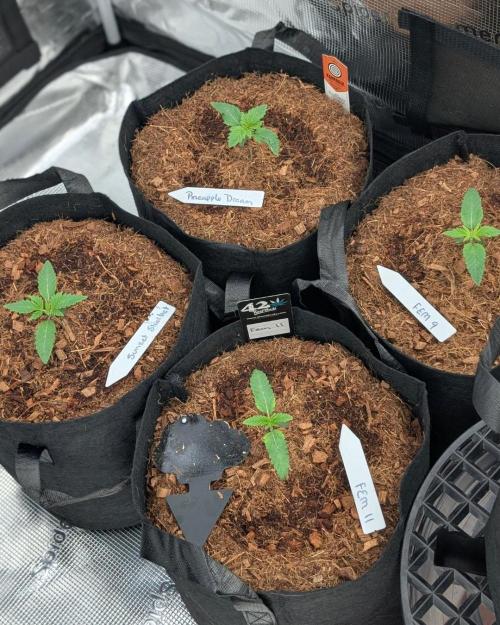 FEM 9 Photo Tester - Catlife420. Week 2 - 11-4
Day 11