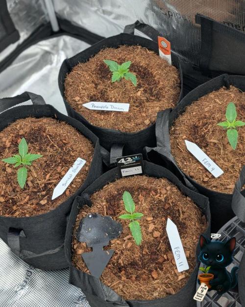 FEM 9 Photo Tester - Catlife420. Week 2 - 11-4
Day 11