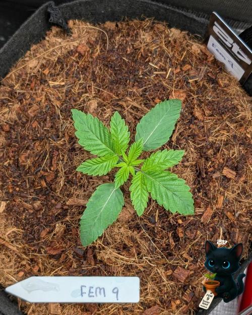 FEM 9 Photo Tester - Catlife420. Week 2 - 11-7
Day 14