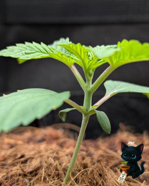 FEM 9 Photo Tester - Catlife420. Week 2 - 11-7
Day 14