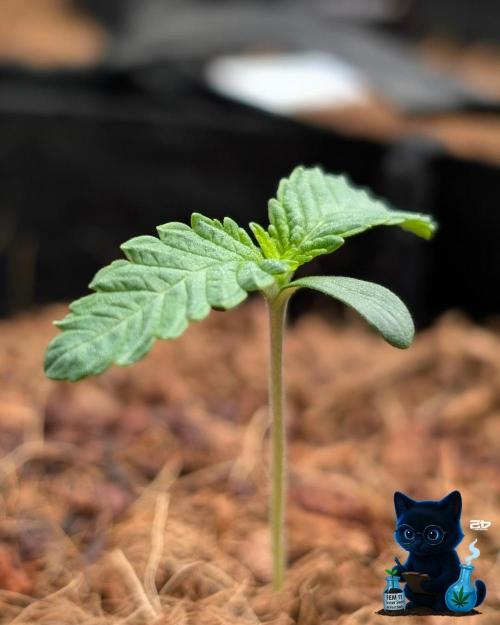FEM 11 Photo Tester - Catlife420. Week 2 - 11-1
Day 8