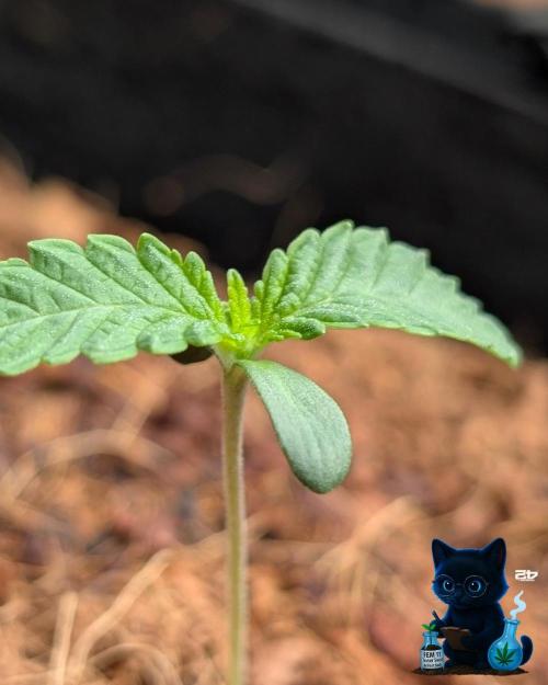 FEM 11 Photo Tester - Catlife420. Week 2 - 11-1
Day 8