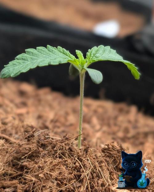 FEM 11 Photo Tester - Catlife420. Week 2 - 11-2
Day 9