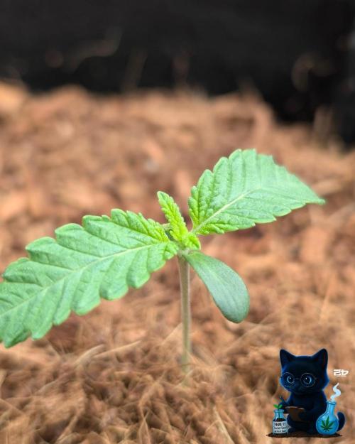 FEM 11 Photo Tester - Catlife420. Week 2 - 11-2
Day 9