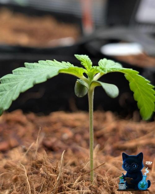 FEM 11 Photo Tester - Catlife420. Week 2 - 11-3
Day 10