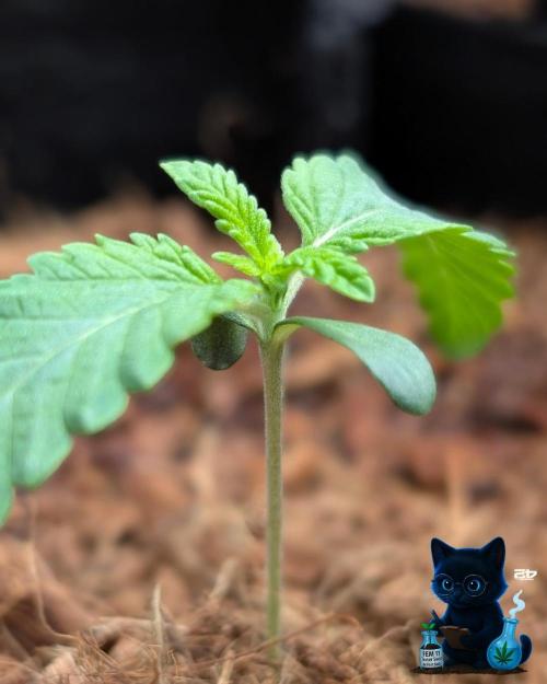 FEM 11 Photo Tester - Catlife420. Week 2 - 11-3
Day 10