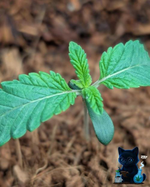 FEM 11 Photo Tester - Catlife420. Week 2 - 11-3
Day 10