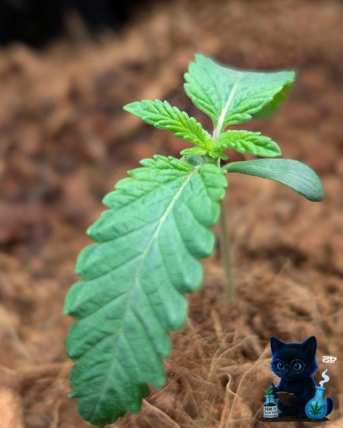 FEM 11 Photo Tester - Catlife420. Week 2 - 11-3
Day 10