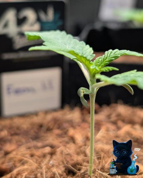 FEM 11 Photo Tester - Catlife420. Week 2 - 11-4
Day 11