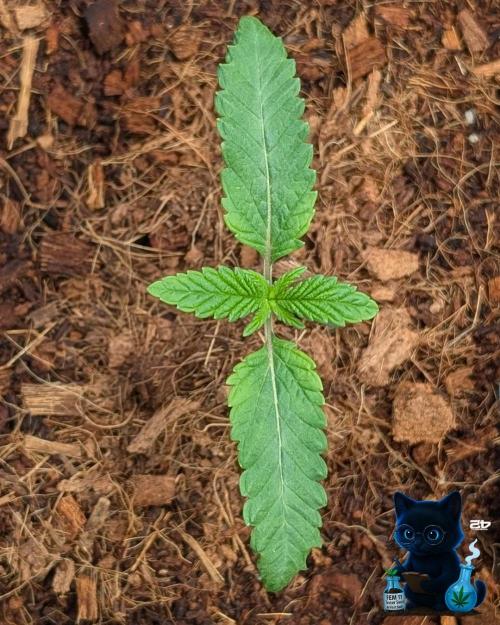 FEM 11 Photo Tester - Catlife420. Week 2 - 11-4
Day 11