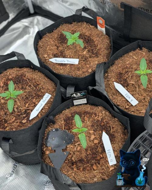 FEM 11 Photo Tester - Catlife420. Week 2 - 11-4
Day 11