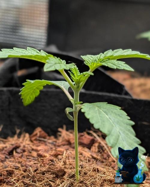 FEM 11 Photo Tester - Catlife420. Week 2 - 11-7
Day 14