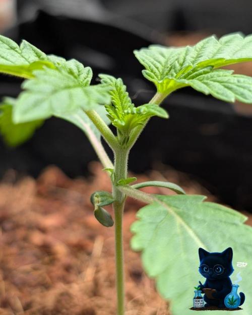 FEM 11 Photo Tester - Catlife420. Week 2 - 11-7
Day 14