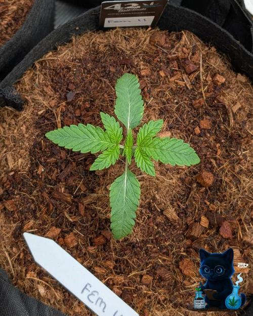 FEM 11 Photo Tester - Catlife420. Week 2 - 11-7
Day 14