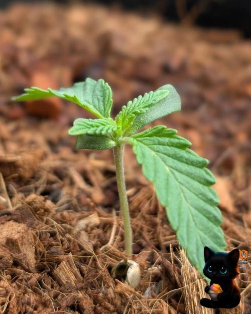 Sunset Sherbet GF (MY TURN) - Catlife420. Week 2 - 11-1
Day 8