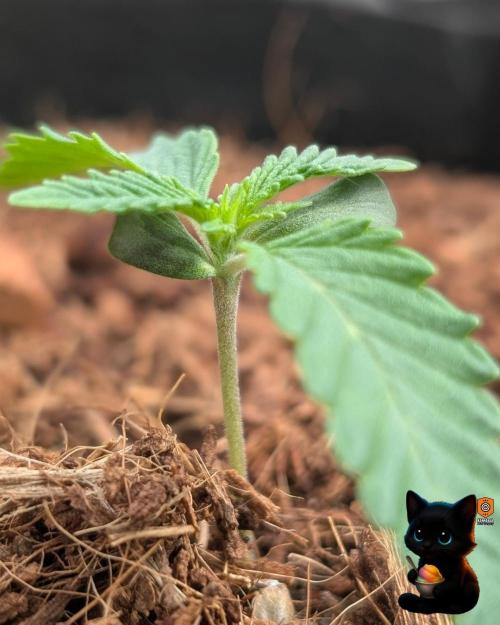 Sunset Sherbet GF (MY TURN) - Catlife420. Week 2 - 11-2
Day 9