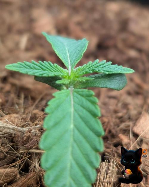 Sunset Sherbet GF (MY TURN) - Catlife420. Week 2 - 11-2
Day 9