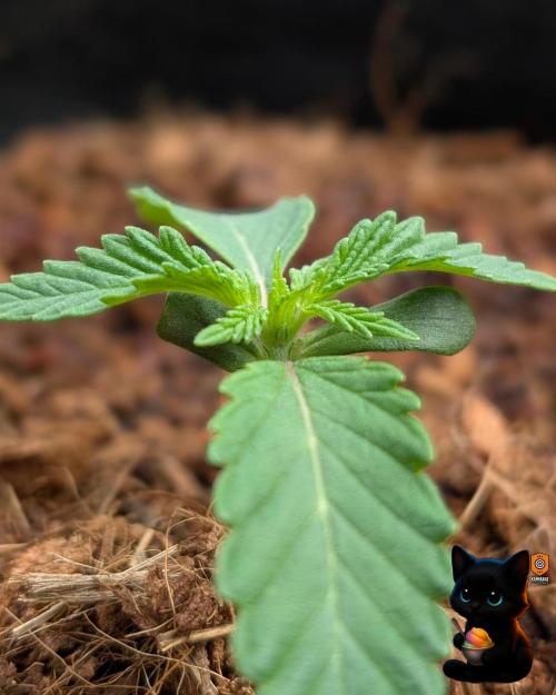 Sunset Sherbet GF (MY TURN) - Catlife420. Week 2 - 11-3 
Day 10