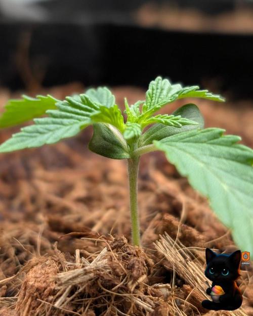 Sunset Sherbet GF (MY TURN) - Catlife420. Week 2 - 11-3 
Day 10